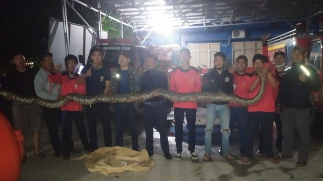 Warga dan petugas damkar evakuasi ular piton 7 meter.
