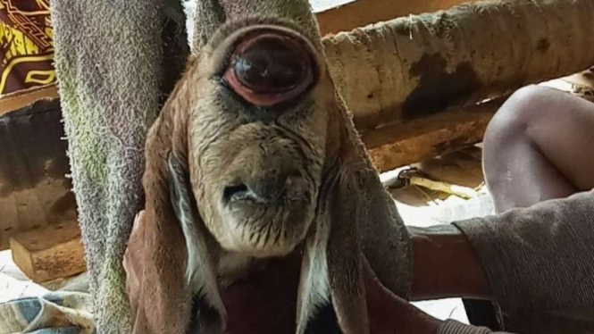 Viral anak kambing lahir dengan satu mata besar di bagian tengah