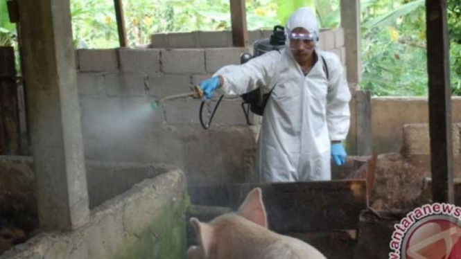 Ilustrasi - petugas melakukan penyemprotan pada kandang peternakan babi untuk mencegah merebaknya virus flu babi afrika atau ASF (African swine fever).
