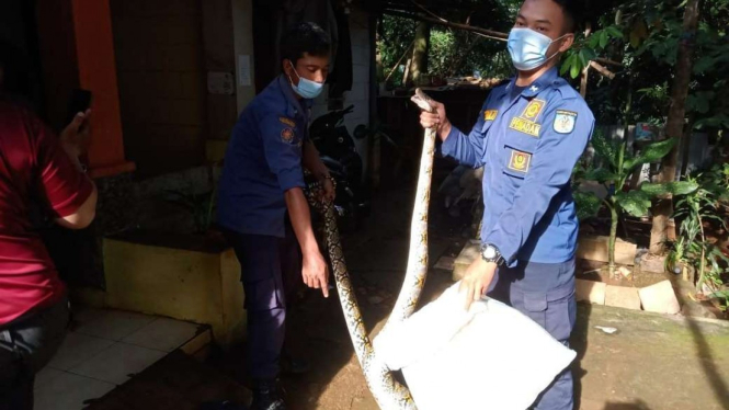 Petugas DPKP UPT Cinere mengevakuasi ular sanca dari kandang ayam warga.