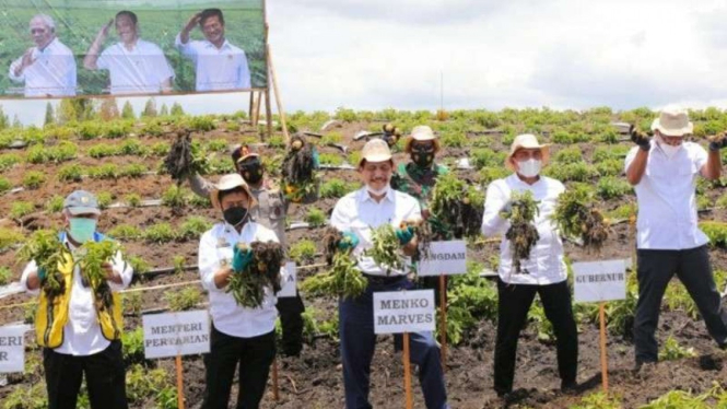 Menko Marves Luhut Pandjaitan panen kentang di food estate