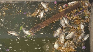 Ribuan Ikan Mati Mendadak di Kali Ancol, Air Menghitam Bau ...