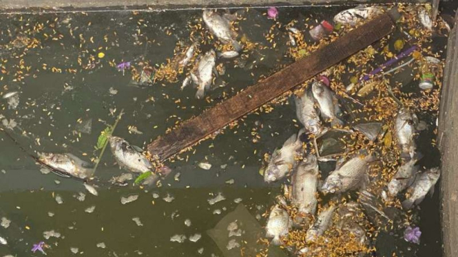 Ribuan ikan ditemukan mati di Kali Ancol