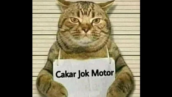 Bagi kucing, mencakar benda apapun di sekitarnya merupakan rutinitas untuk mengasah kekuatan cakarnya