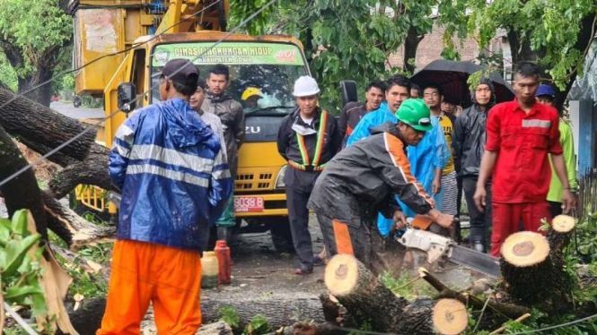 Cuaca ekstrem di Gowa dan Makassar, pohon bertumbangan