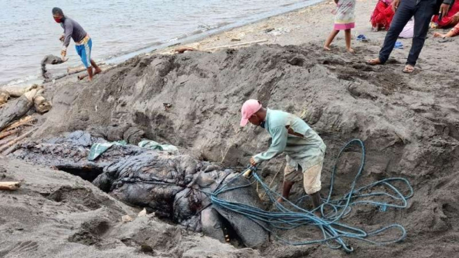 Seekor paus jenis orca atau yang dikenal sebagai paus pembunuh ditemukan mati terdampar di perairan Desa Bangsring, Kecamatan Wongsorejo, Banyuwangi, Jawa Timur, pada Sabtu pekan lalu.