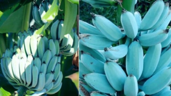 Fakta Pisang Biru  Blue Java Banana Rasanya Bak Es Krim 