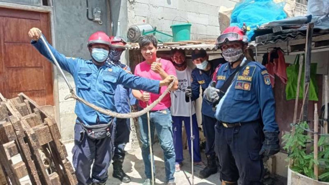 Penemuan ular kobra di pemukiman warga di Cengkareng