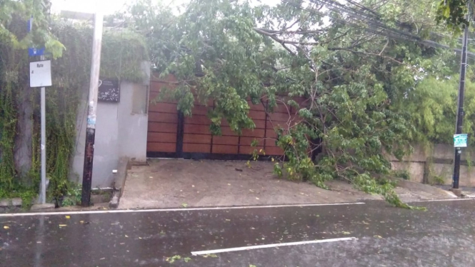 Pohon tumbang timpa rumah di Jakarta Barat. (Foto ilustrasi).