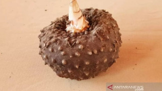 Shirataki Olahan Umbi Porang, Gizi Tepat untuk Diabetes