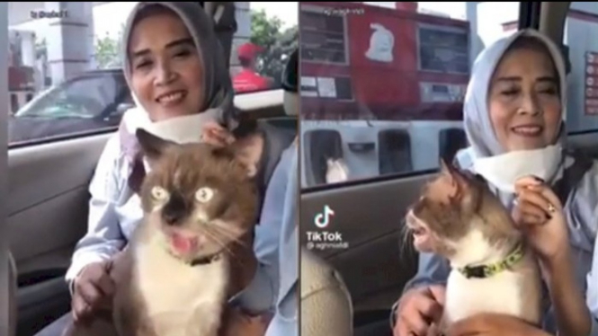 Viral Video Kucing yang Menjulurkan Lidah, Bikin Netizen Heran