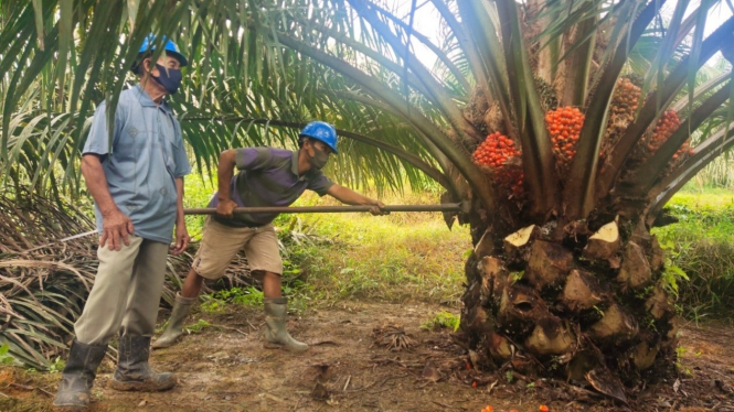 Petani Sawit