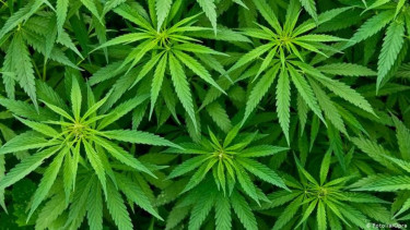 Tanaman ganja.
