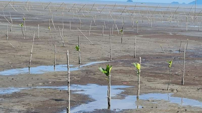 Reboisasi hutan Mangrove di Kalbar