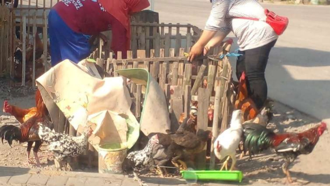 Pedagang ayam kampung di Pasar Meteseh Semarang menjajakan ayam di tepi jalan.