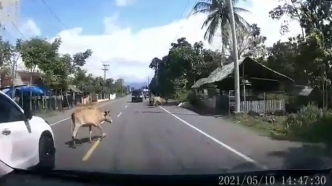 Viral sapi berkeliaran di Jalan Raya, Pidie Aceh (Dash Cam Owners Indonesia)