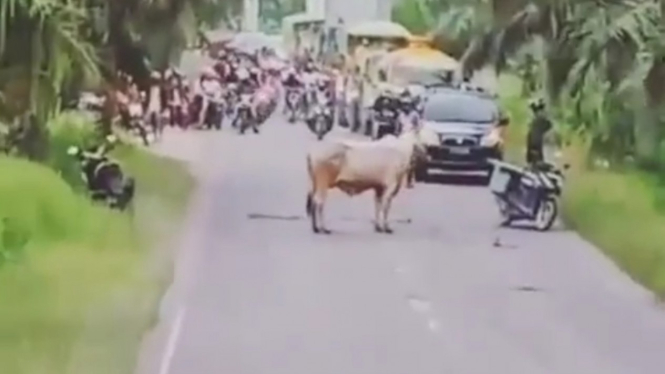 Seekor sapi bikin geger para pemudik.