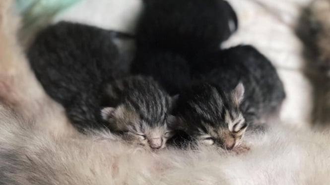 Tiga Anak Kucing Sedang Tertidur di Perut Induknya. 