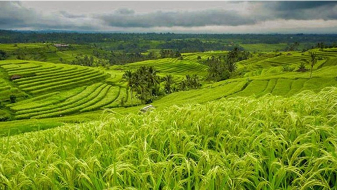 NTP vs Kesejahteraan Petani