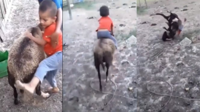 Viral video bocah naik kambing (Instagram/yusufmansurnew)