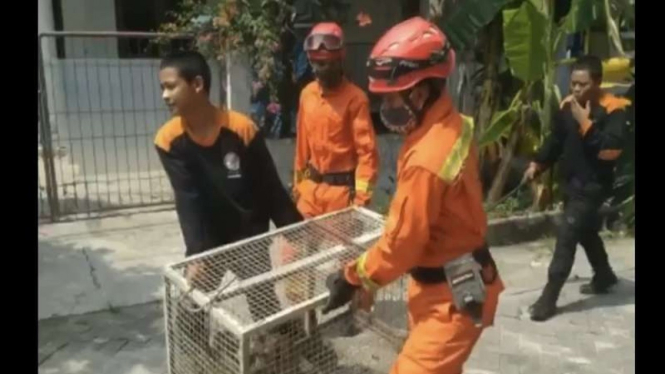 Petugas damkar amankan monyet liar di Penjaringan