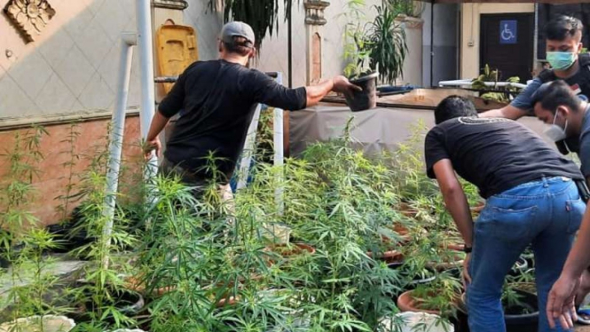 Polisi grebek kebun ganja dalam rumah di Brebes.