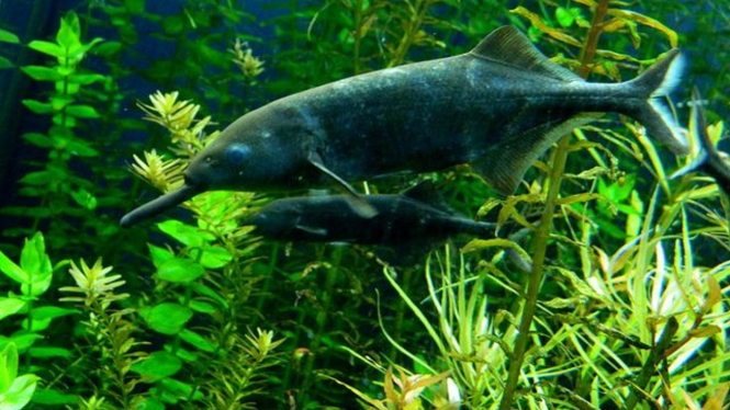 Ikan mormyrid atau ikan gajah.