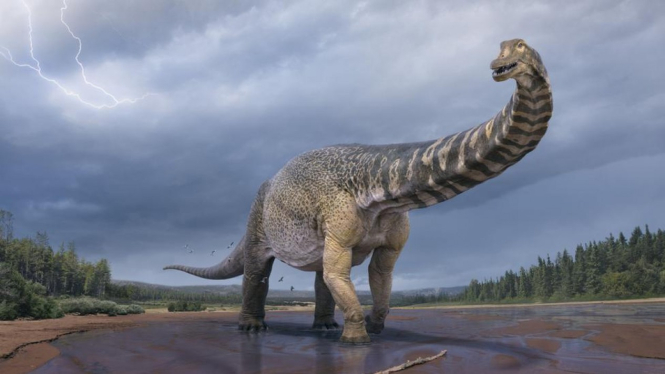 Ilustrasi Australotitan - dinosaurus terbesar di Australia. 
QUEENSLAND MUSEUM
BBC Indonesia