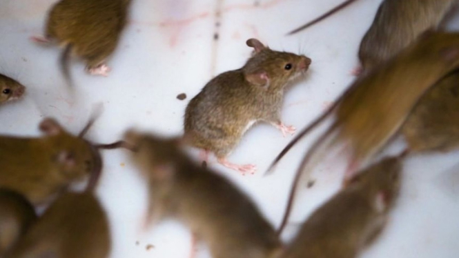 Serangan hama tikus masih terus berlanjut di wilayah timur Australia. (News Video)