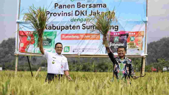 Gubernur DKI Jakarta Anies Baswedan (kiri)  saat panen raya di Sumedang.