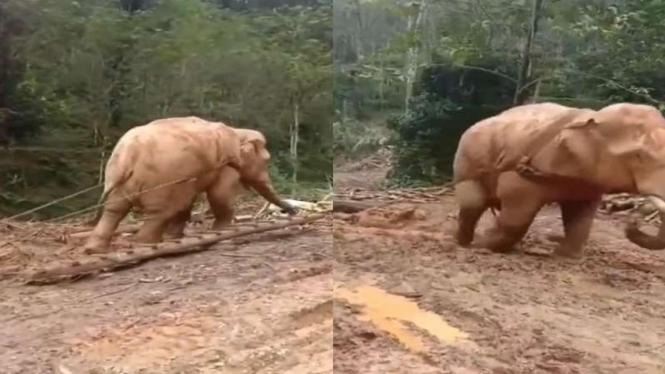 Viral gajah disuruh kerja tarik kayu di hutan