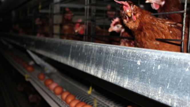 Tim panel independen merekomendasikan penghentian praktik usaha peternakan ayam petelur yang dikandangkan paling lambat tahun 2036. (ABC Rural: Brett Worthington)
