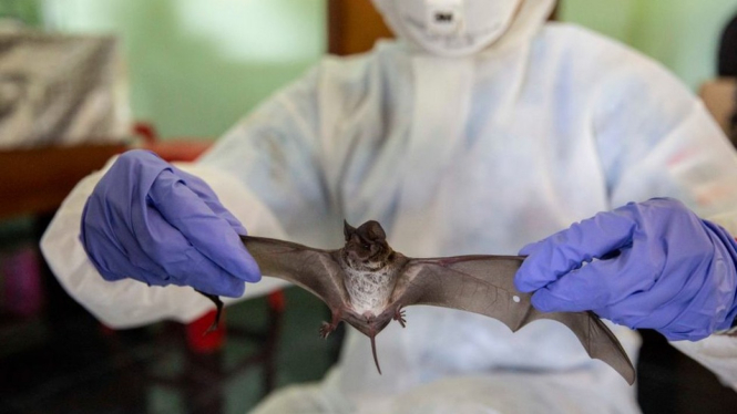 Kelelawar diduga asal virus Corona. Getty Images via BBC Indonesia