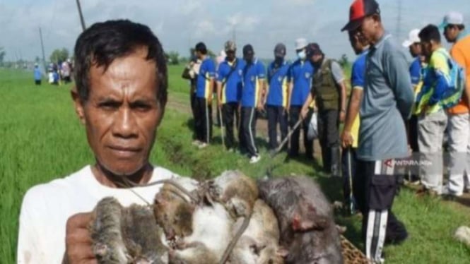 Ilustrasi petani memperlihatkan tikus dan jebakan tikus