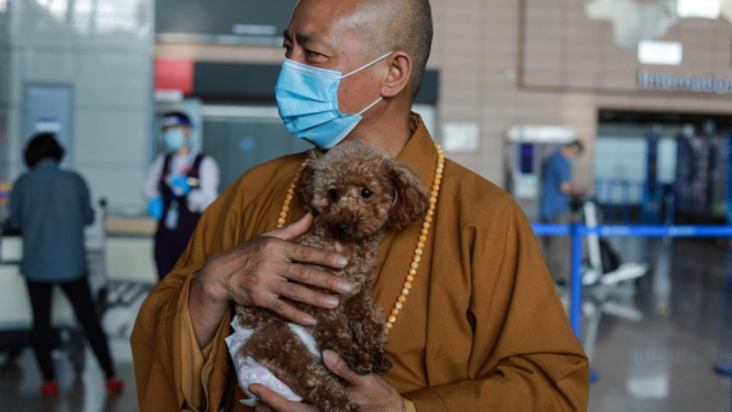 Zhi Xiang menyelamatkan anjing yang ditelantarkan di jalan dan beberapa diantaranya kemudian diadopsi ke Amerika Serikat dan Eropa. (AFP: Jessica Yang)