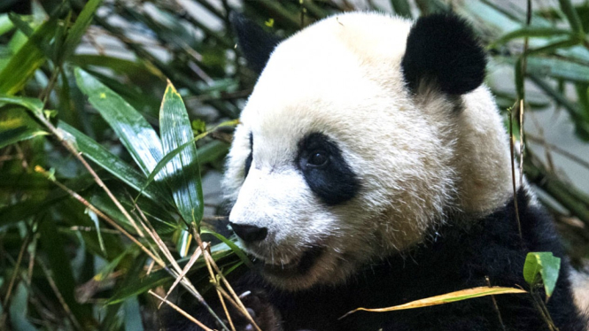 Panda raksasa tak lagi masuk kategori hewan yang terancam punah, , tapi status mereka masih rentan. BBC Indonesia