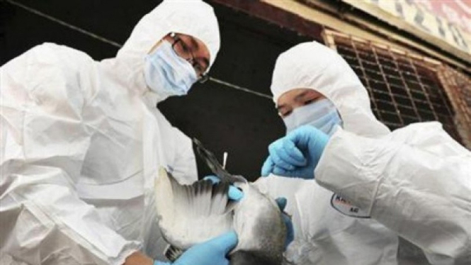 Tenaga kesehatan di China memeriksa unggas untuk mencegah penyebaran flu burung.