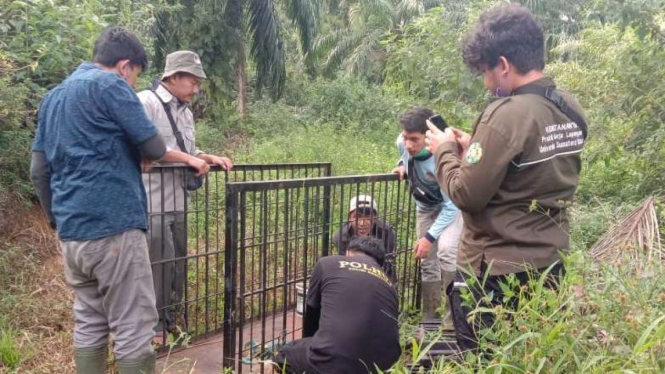  BKSDA menyiapkan kandang jebak untuk menangkap Harimau Sumatera.