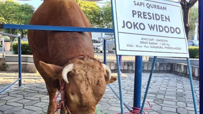 Sapi kurban Presiden Jokowi di Surabaya