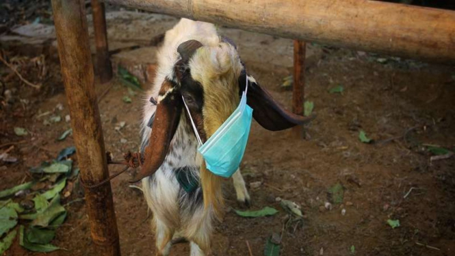 Pedagang hewan kurban memakaikan masker kambing untuk menarik perhatian