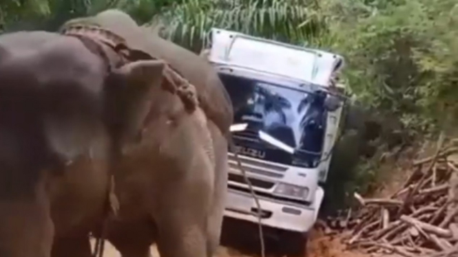 Aksi truk dievakuasi oleh seekor gajah.