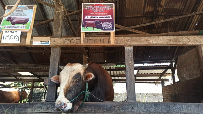 Sapi Kurban dari Presiden Jokowi di Palembang Sumatera Selatan