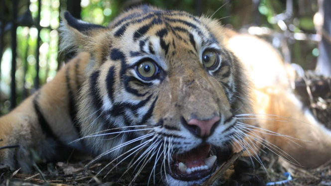 Harimau Sumatra yang diselamatkan BKSDA dari perkebunan di Pasaman Barat.