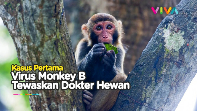 Virus Monkey B tewaskan dokter hewan di China