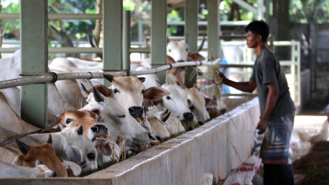 Pelaku industri ekspor sapi Australia khawatir dengan eskalasi krisis COVID di Indonesia. (ABC Rural: Lydia Burton)