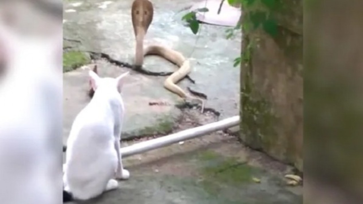 Cegah Ular Kobra Masuk Kucing Ini Berjaga Di Gerbang Rumah