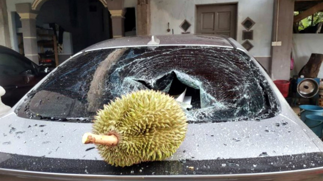 Durian jatuh mengenai mobil.