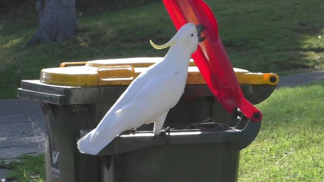 Burung-burung Kakatau di perkotaan mencari makanan dengan cara membuka penutup tempat sampah setelah meniru satu sama lain. (Supplied:Â Barbara Klump/Max Planck Institute of Animal Behavior)