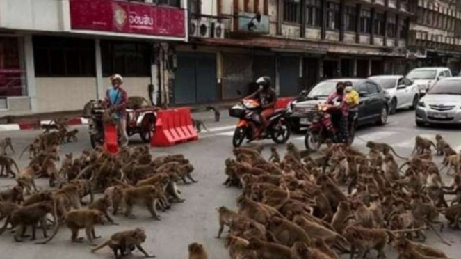 Penampakan tawuran monyet tumpah di jalanan di Thailand