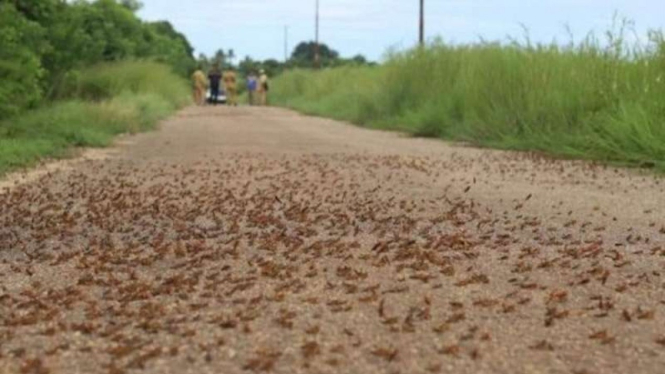 Arsip. Hama belalang kumbara yang memenuhi jalan raya di Sumba.